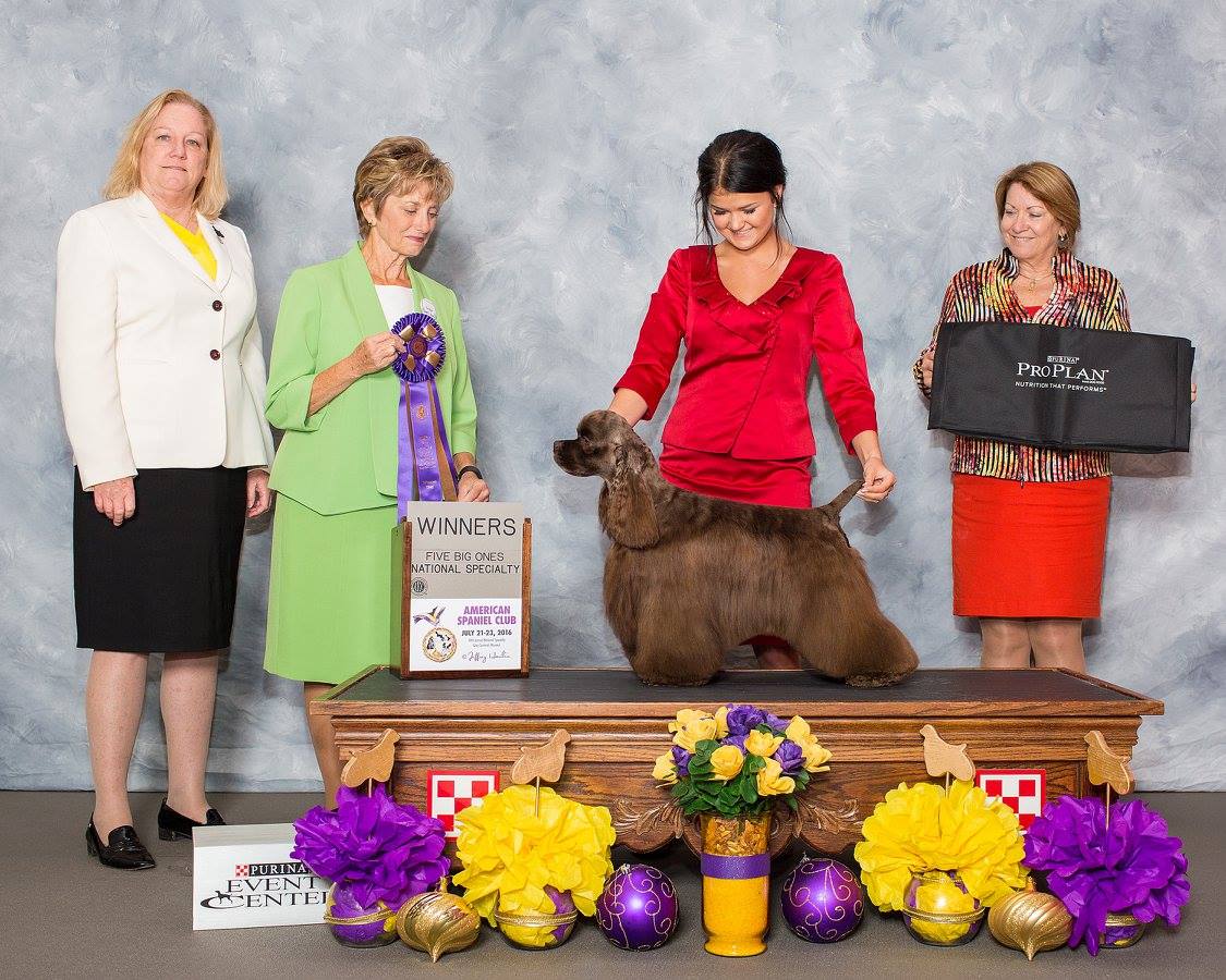 Jury's Win at American Spaniel CLub show July 23, 2016